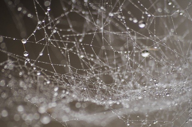 Dew build up on spiderweb 