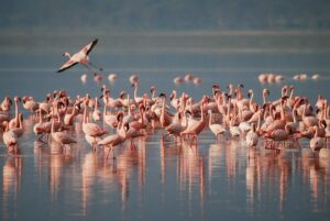 Flamingos